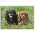 Cavalier King Charles Spaniel