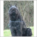 Bouvier des Flandres